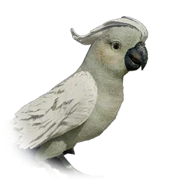 Citron-Crested Cockatoo
