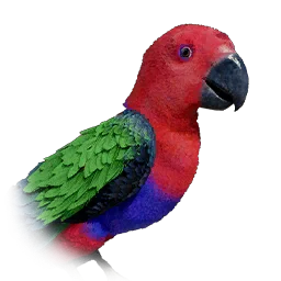 Eclectus Parrot