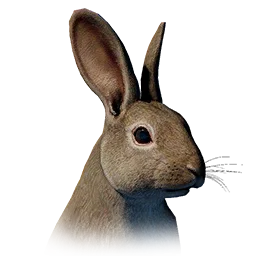 Forest Rabbit