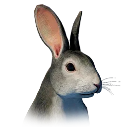 Gray Forest Rabbit