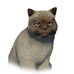 Grey Cat