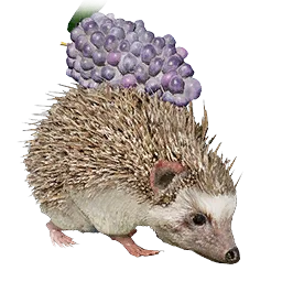 Grape