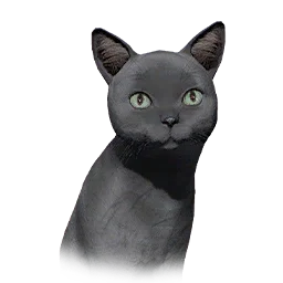 Kitten