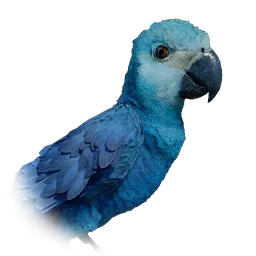 Little Blue Macaw