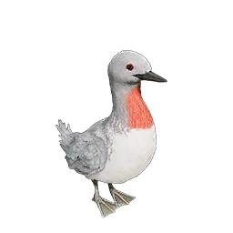 Loon