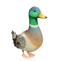 Mallard