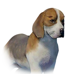 Patchy Puppy