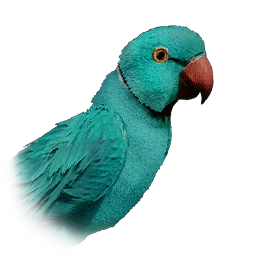 Ringneck Parrot