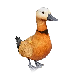 Ruddy Shelduck
