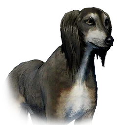 Saluki