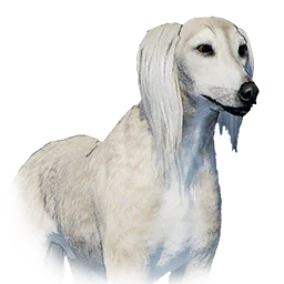 Saluki