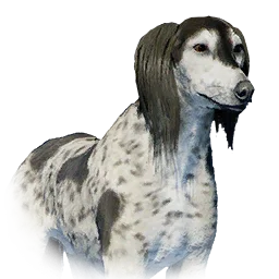 Saluki