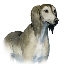 Saluki