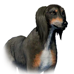 Saluki