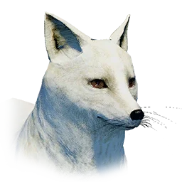 Snowfield Fox