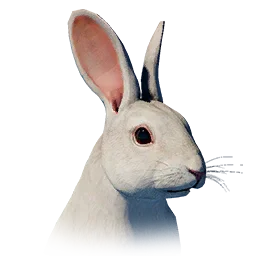 Snowfield Rabbit
