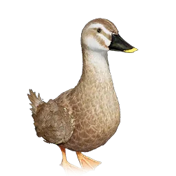 Spot-Billed Duck