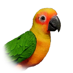 Sun Conure