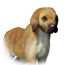 Tan Puppy