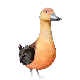 Whistling Duck