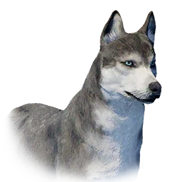 Wolfdog